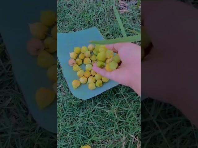 BUAH UNIK DAN LANGKA ( BUAH CIPLUKAN BERMANFAAT) , #youtubeshorts #shorts #cinematic #ciplukan #unik