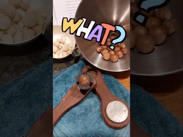 This changed my macadamia game #nutcracker #macadamia #homestead #australia #bakinghacks