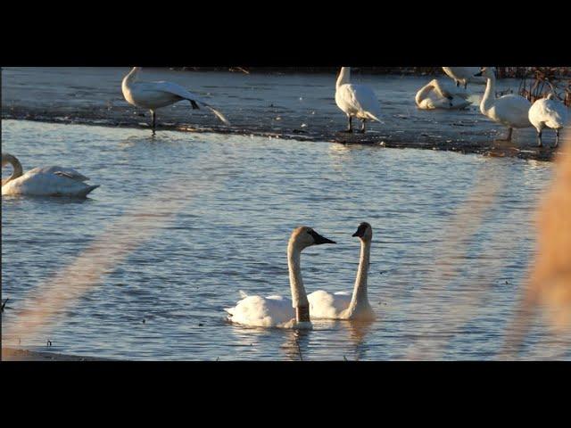 Swan Hangout