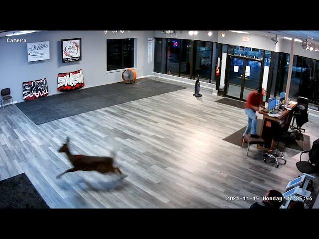 Deer crashes through iSmash rage room window in Syracuse NY