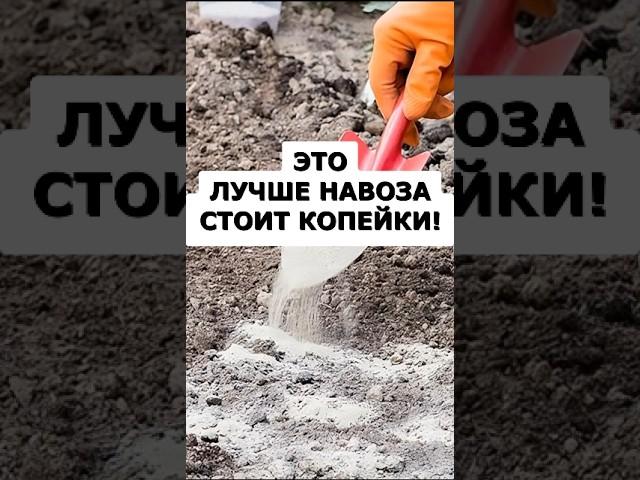 Жалею, что раньше не знал это копеечное средство, которое заменит машину навоза #огород #сад #дача