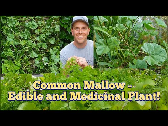 Common Mallow Foraging in the Okanagan