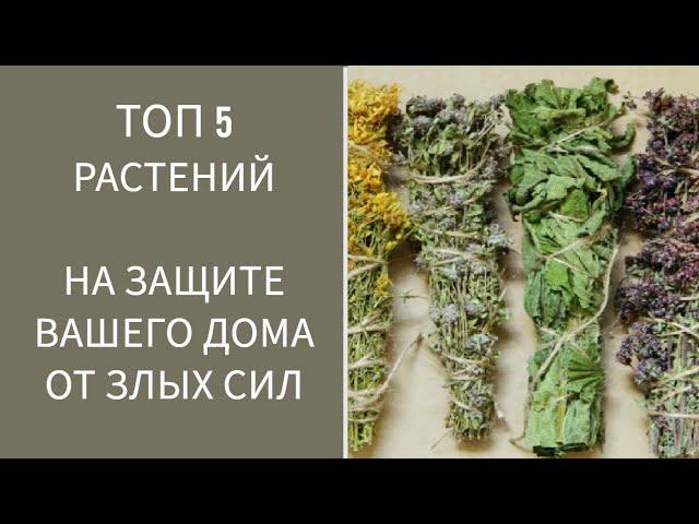 ТОП 5 РАСТЕНИЙ НА ЗАЩИТЕ ВАШЕГО ДОМА ОТ ЗЛЫХ СИЛ