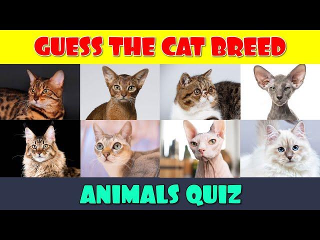 Cat Breeds Quiz