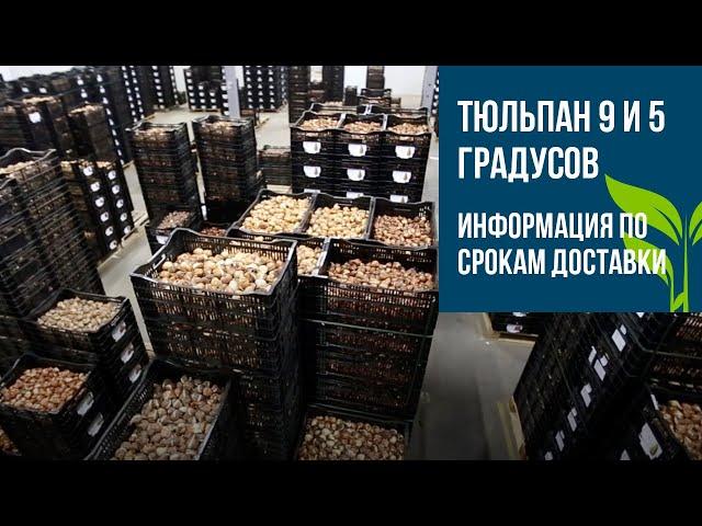 ЛУКОВИЦЫ тюльпанов, гиацинтов, нарциссов, ирисов. Сроки заказа и поставки.