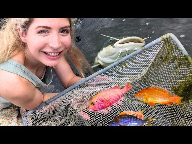 The *MOST INCREDIBLE* African Cichlids you will ever see