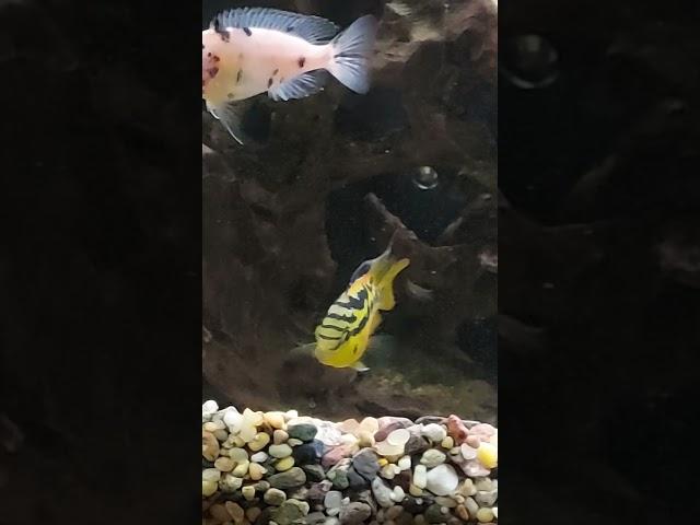 New addition to the Cichlid tank looking good