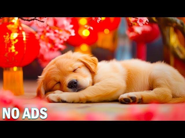 12 Hour Relaxing Music For DogsCalming Sleep Music for DogsPuppy Anxiety Relief Music