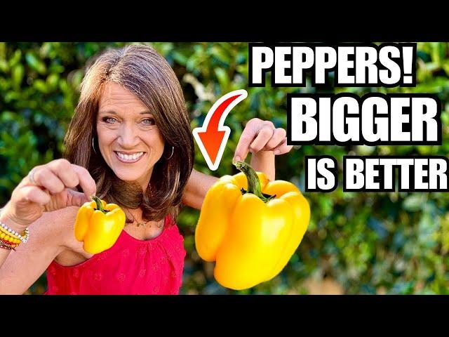 Grow Your Biggest, Best, Peppers in a 5 Gallon Container