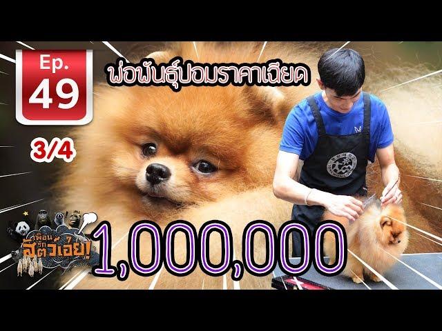 Pomeranian Breeder พ่อพันธุ์ปอมราคาเฉียด - เพื่อนรักสัตว์เอ้ย EP 49 (3/4)