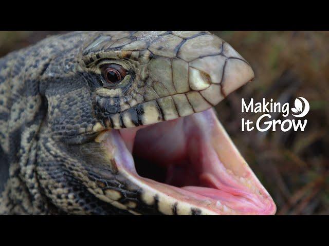 Tegu Lizards in South Carolina