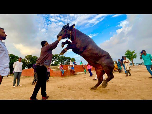 Madhu yadav anna bulls introduction promo | Khairatabad Sadar 2022 | Sadar sayyata 2022