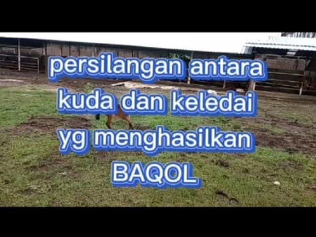 Di dunia hanya d Madina Van Java persilangan kuda dan keledai