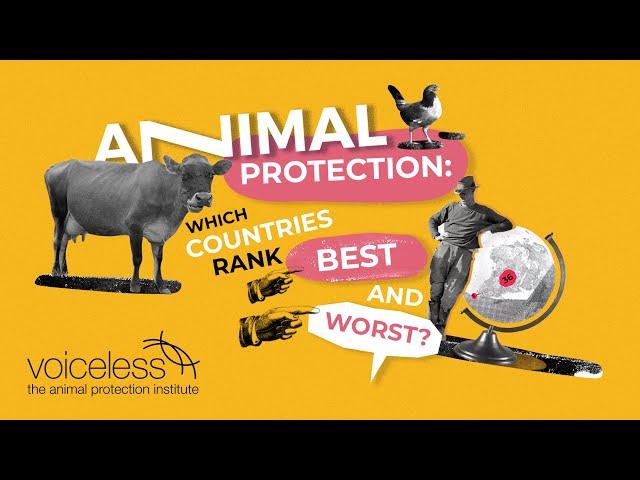 Animal Protection Around The World: Who Ranks Best and Worst?