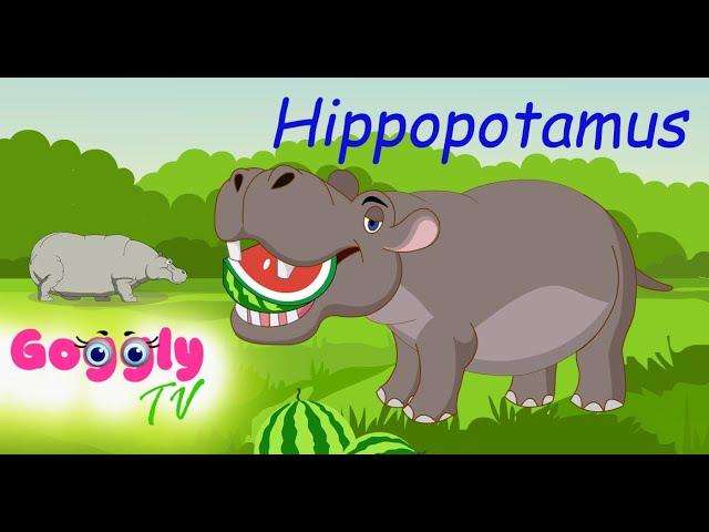 Hippopotamus Fun Facts for preschool kids | Animal series | Education and Entertainment | Cartoon