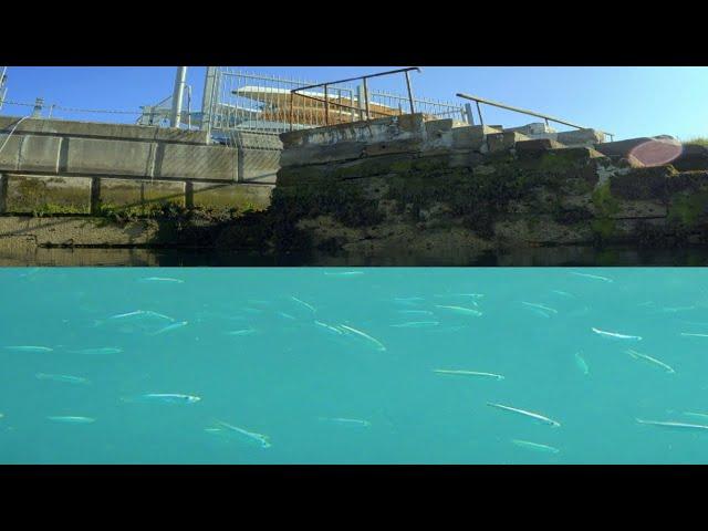 Going Underwater in Dun Laoghaire to Herring Fish, Ireland