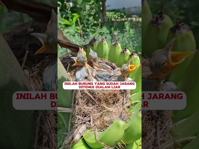 Sarang Burung Langka #muraibatu #burung #birds #pancinganmuraibatucepatbunyi #kicaumania #pleci #bu