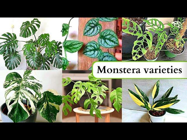 Varieties of Monstera plant