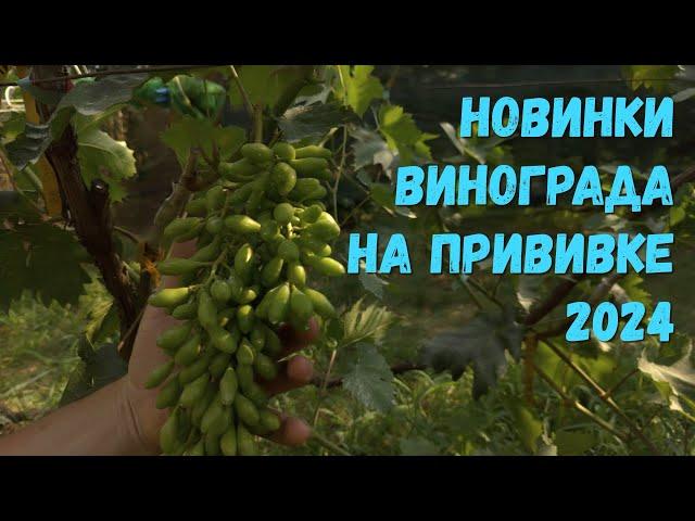 Новинки винограда на прививках 2024 г