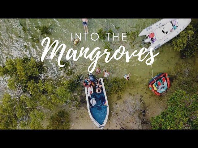 Into the MANGROVES!