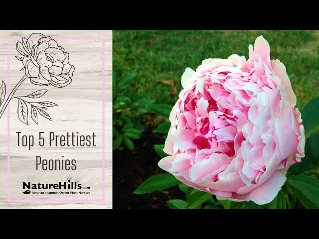 Top 5 Prettiest Peonies | NatureHills.com