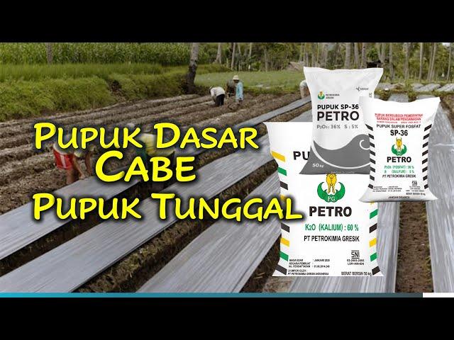 PUPUK DASAR CABE MUSIM HUJAN