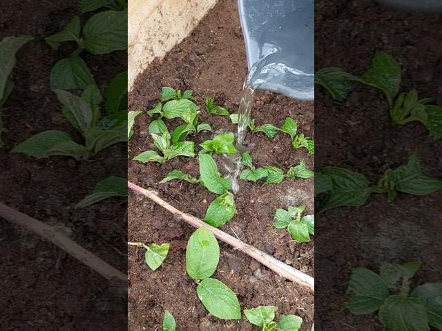Летнее черенкование гортензий #гортензии #метельчатаягортензия #дача #цветы #garden #сад