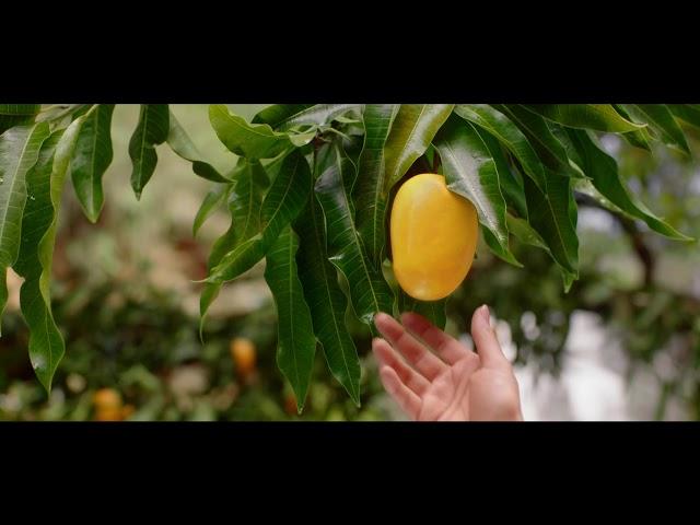 Slice | Pure Mango Pleasure | TVC 2021