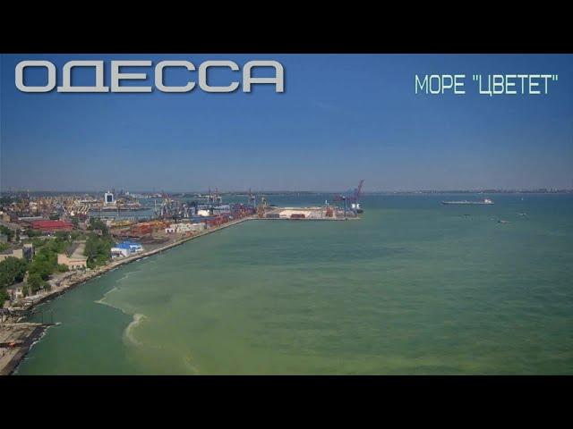 50 оттенков зеленого: в Одессе "зацвело" море
