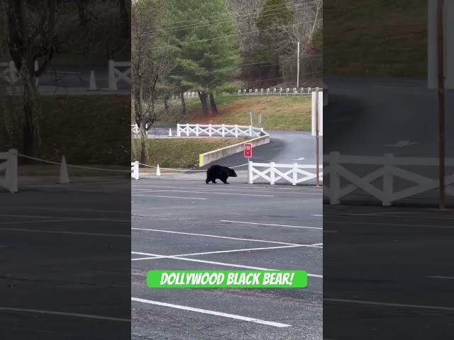 A black bear crossing the Dollywood Parking lot on 12/4.