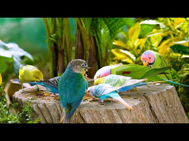 24/7 LIVE Cat TV: Squirrels, Parrots & Exotic Birds for a Peaceful Atmosphere