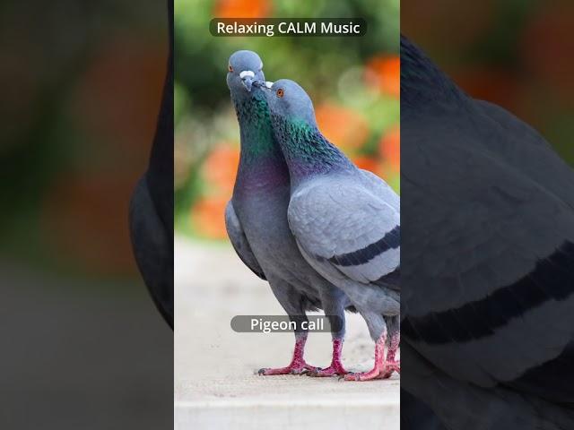 Relaxing CALM Music  | Pigeon call sound