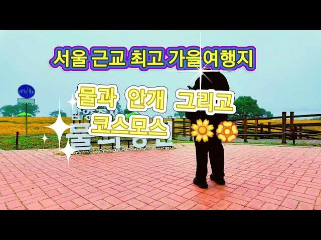 서울근교 최고의 가을여행지! 물과 안개 코스모스 가을이 있는 곳! 남양주시 물의정원! #물의정원 #황화코스모스 #노란코스모스 #코스모스 #남양주여행 #양평여행 #dji아바타2