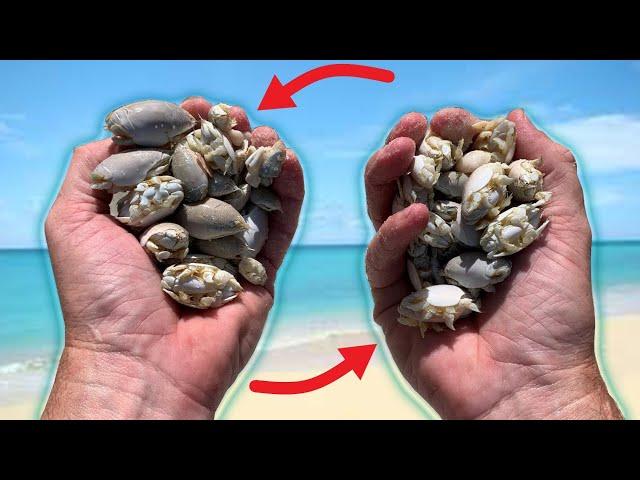 How to CATCH FISTS FULL of SAND FLEAS in MINUTES!