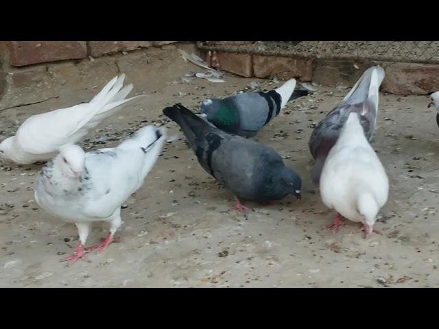 Ustad Rana sajid kabootar!!