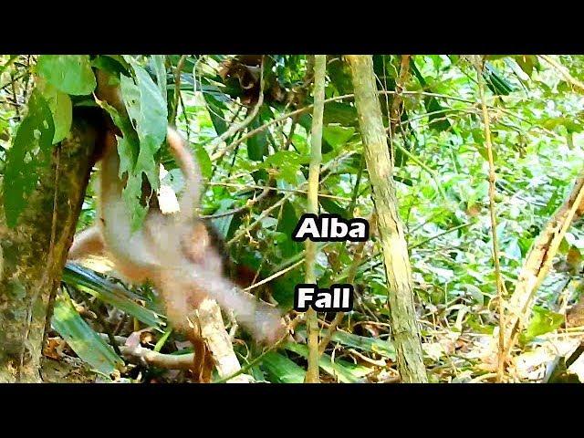 Wrong Jump Than Fall Small Baby Alba Try Catch Brand Tree To Escape from big male Titus | Pity Alba