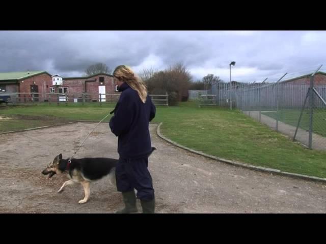 Being an RSPCA Volunteer Dog Walker