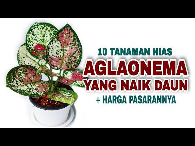 10 Tanaman Hias Aglaonema Tercantik Yang Naik Daun Tahun ini