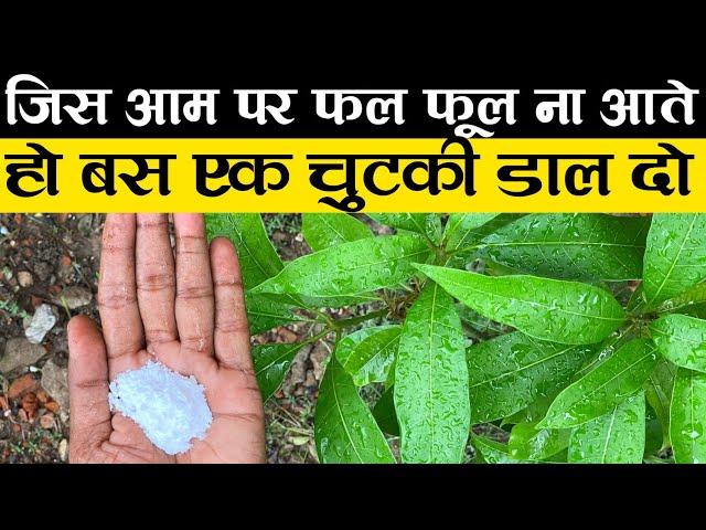 जिस आम पर फल फूल ना आते हो बस एक चुटकी डाल दो | Best Fertilizer for Mango Trees | Mango Plant