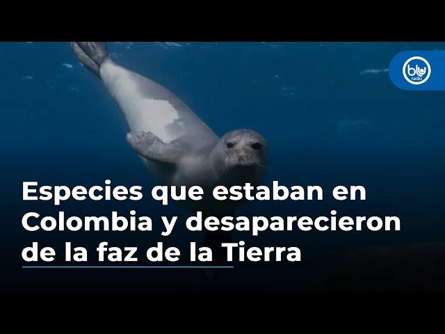 Las 3 especies de animales que estaban en Colombia y desaparecieron de la faz de la Tierra