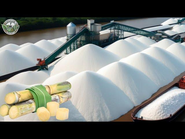 How American Farmers Harvest 1.9 Billion Tons Of Sugarcane To Produce Sugar | Farming Documentary