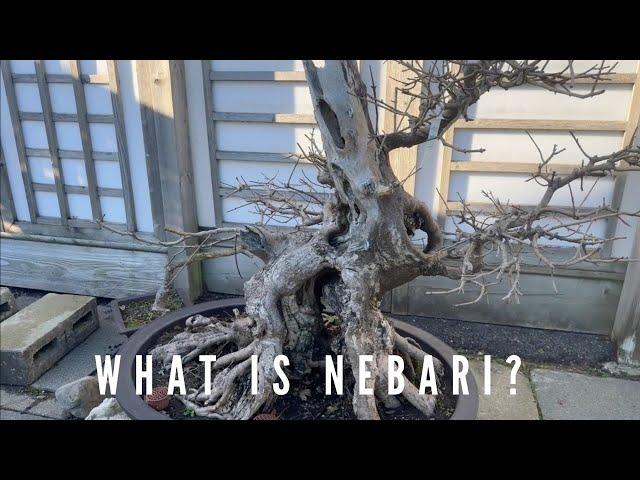 What is Nebari?