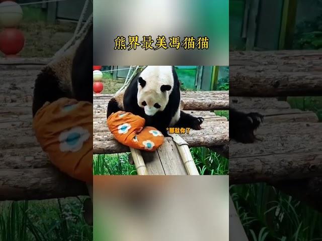 爱宝辉宝谁的腿长？国宝熊猫的趣事 #panda #睿宝辉宝 #爱宝 #大熊猫