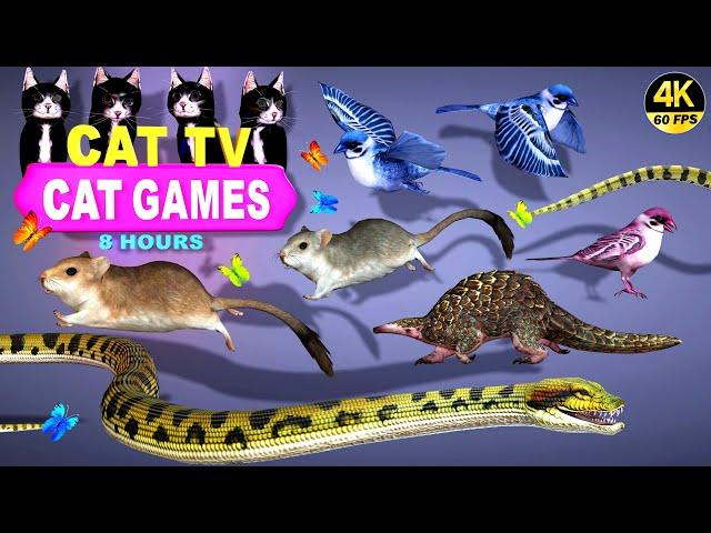 CAT GAMES OFFICIAL | BEST CAT TV COMPLATION FOR CATS | THE JERRY MOUSE HOLE  4K 8-HOURS | 