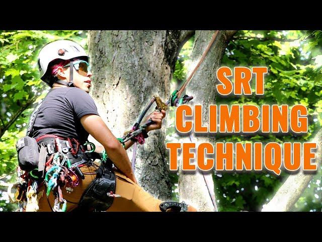 Tree Climbing Anchors: Turning your Basal into a Canopy!