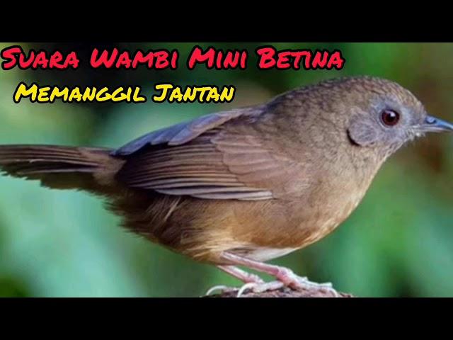 Suara Wambi Mini Betina Birahi Sangat Ampuh Memanggil Jantan