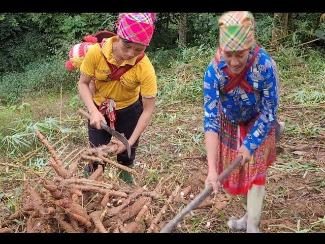 Linh Dan Harvest agricultural products to sell and buy cakes for your children