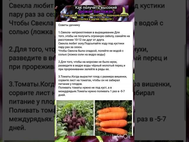 советы огородникам по выращиванию овощей