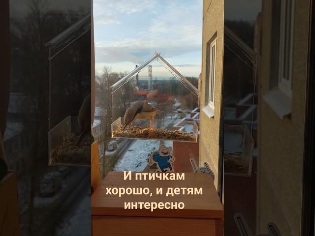Кормушка на окно. Очень простая и полезная!
