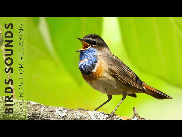 Relaxing Nature Sounds - Birds Singing Without Music, Natural Melodies for Soothe Your Soul